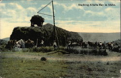 Stacking Alfafa Hay Scenic, ID Postcard Postcard