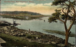 Old Pine Tree Postcard