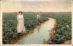 10,000 Acres of Sugar Beets in Kansas Postcard