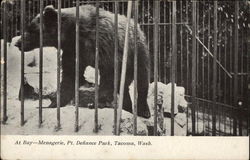 Bear at Menagerie, Point Defaince Park Bear at Menagerie, Point Defaince Park