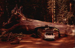 Tunnel Drive-Thru Tree California Sequoia & Kings Canyon National Parks Postcard Postcard