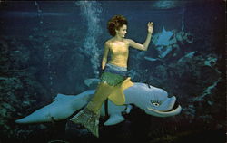 Weeki Wachee Mermaids Florida Postcard Postcard