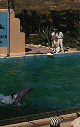 Marineland Florida Postcard