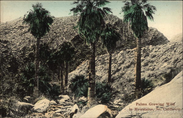 Palms Growing Wild in Mountains California