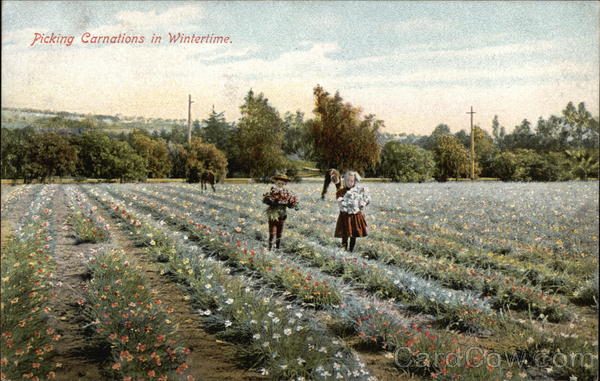 Picking Carnations in wintertime Flowers