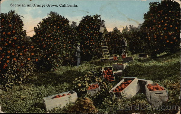 Scene in an Orange Grove California