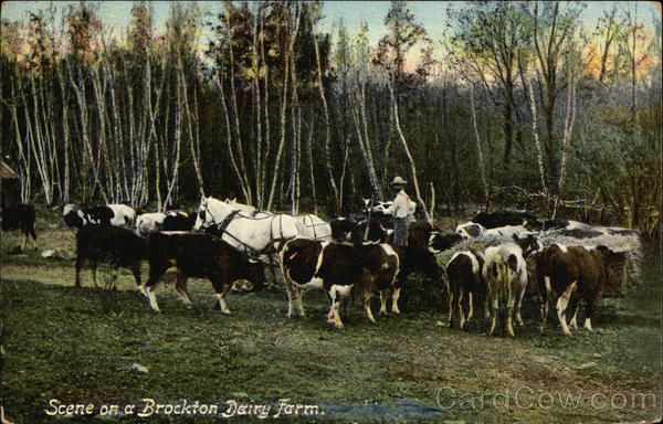 Scene on a Brockton Dairy Farm Massachusetts