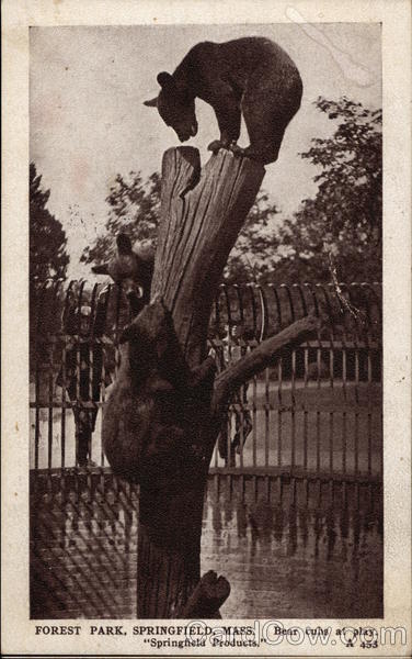 Forest Park, Bear cubs at play Springfield Massachusetts