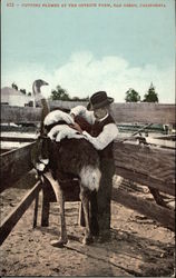 Cutting Plumes at the Ostrich Farm in San Diego Postcard