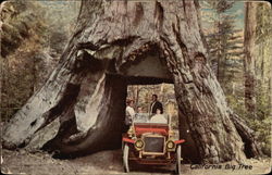 California Big Tree Postcard Postcard
