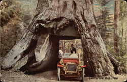 California Big Tree Postcard