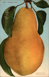Bartlett Pear Postcard