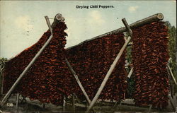 Drying Chili Peppers Postcard