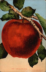 The Big Red Apple Fruit Postcard Postcard