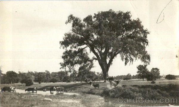 Scene Lakewood Wisconsin