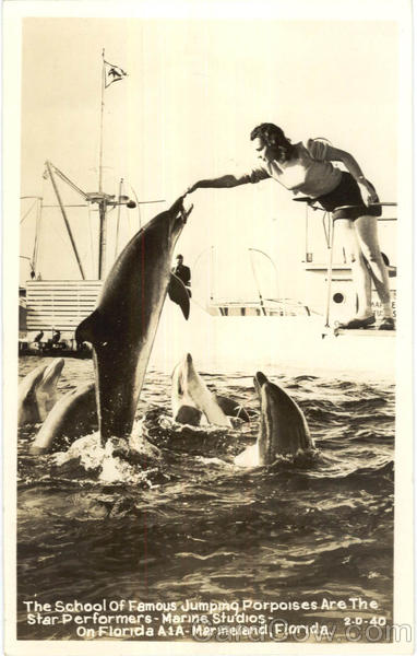 The School Of Famous Jumping Porpoises Marineland Florida