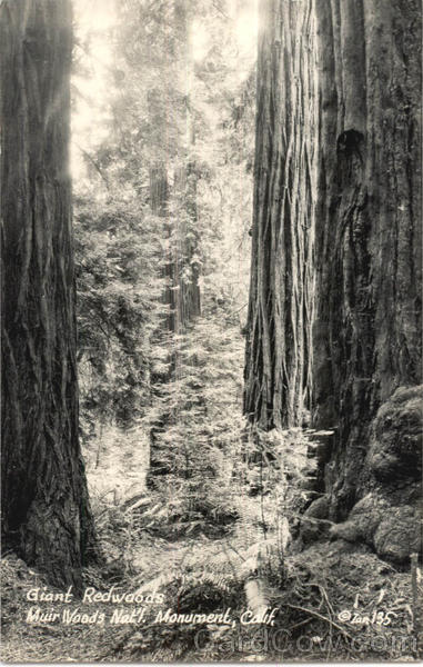 Giant Redwoods California
