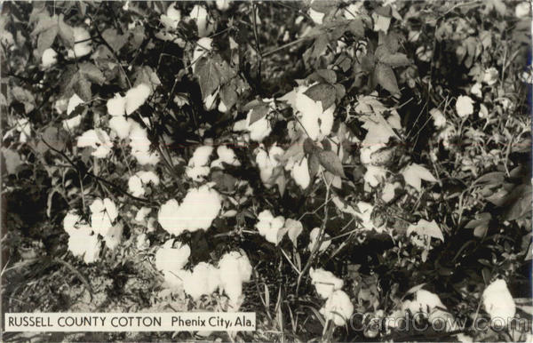 Russell County Cotton Phenix City Alabama