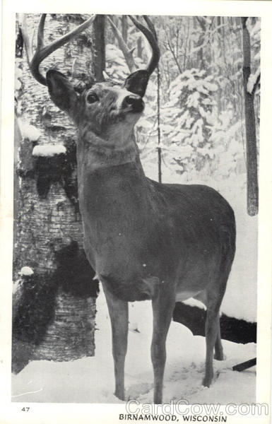 Birnamwood Wisconsin