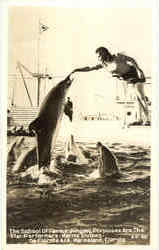 The School Of Famous Jumping Porpoises Postcard