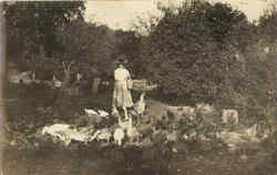 Woman feeding Geese Postcard