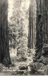 Giant Redwoods Postcard