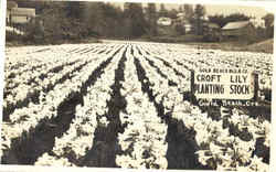 Croft Lily Planting Stock Postcard