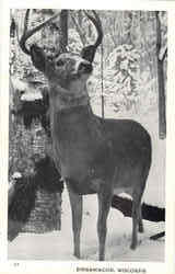 Birnamwood Postcard