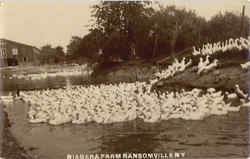 Niagara Farm Ransomville New York Postcard Postcard