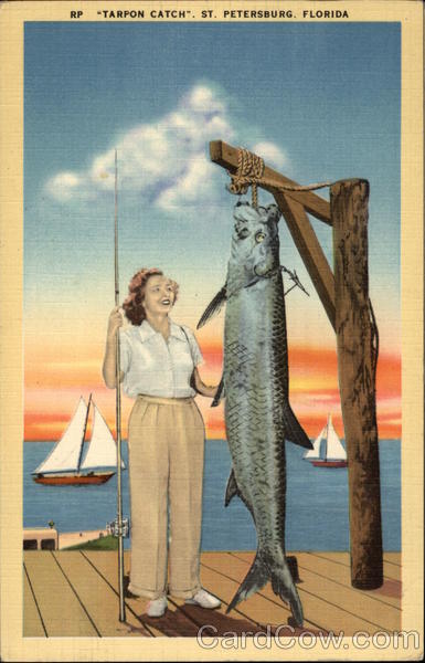 Tarpon Catch St. Petersburg Florida