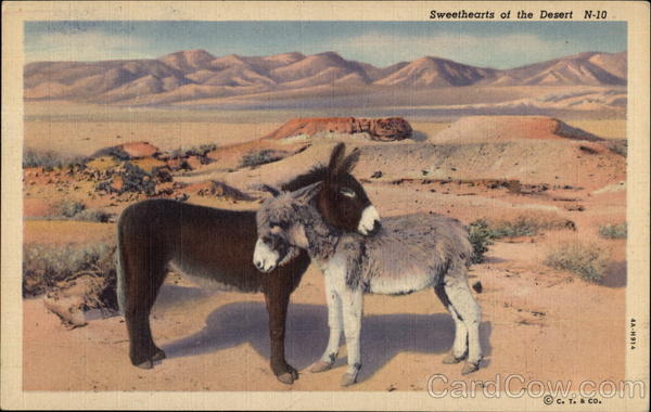 Sweethearts of the Desert Donkeys