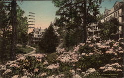 The Wilderness Lake Front in June Postcard