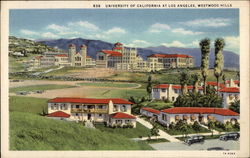 University of California - Westwood Hills Postcard