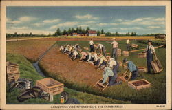 Harvesting Vine Ripened Cape Cod Cranberries Postcard
