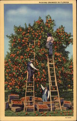Picking Oranges Postcard