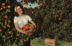 Orange Picking Time in Florida Postcard