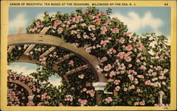 Arbor of Beautiful Tea Roses at the Seashore Wildwood-by-the-Sea, NJ Postcard Postcard