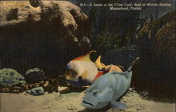 A Scene in the 7-Ton Coral Reef at Marine Studios Postcard