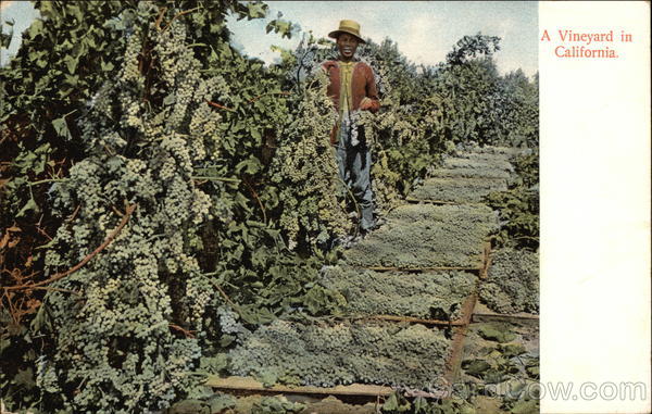 Vinyard California