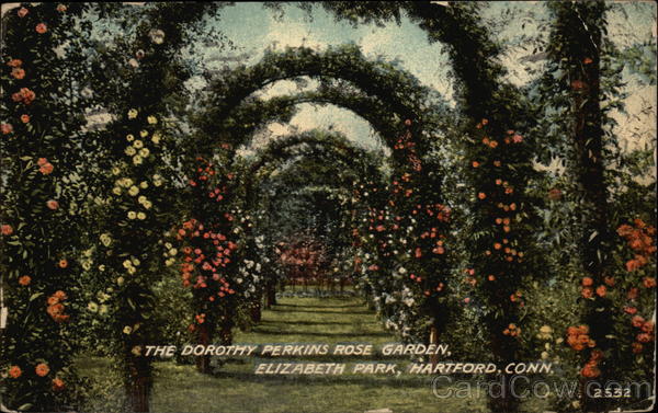 The Dorothy Perkins Rose Garden Hartford Connecticut