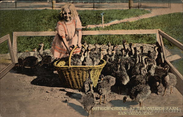 Ostrich Chicks at the Ostrich Farm San Diego California