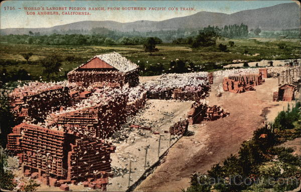 World's Largest Pigeon Ranch Los Angeles California