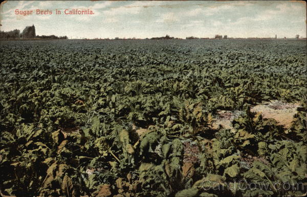 Sugar Beets in California