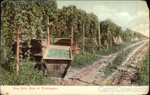 Hop Field, State of Washington