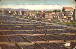 Prune Drying Scene Postcard