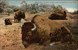 Buffalo at the Park Postcard
