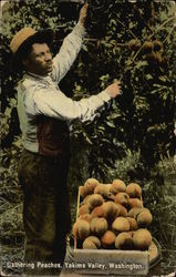 Gathering Peaches Yakima Valley, WA Postcard Postcard