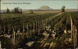 Typical Hop Picking Scene Postcard