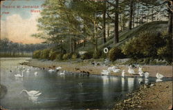 Swans at Jamaica Pond Postcard
