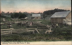 Milking Time at the Old Farm Postcard
